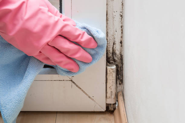 Best Emergency Mold Remediation in Clarkston, WA