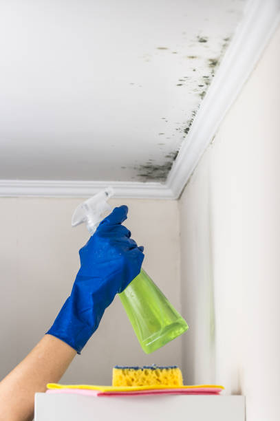 Best Post-Flood Mold Remediation in Clarkston, WA
